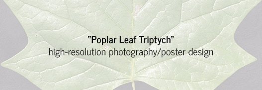 High resolution photography and triptych poster designs for poplar leaves.
