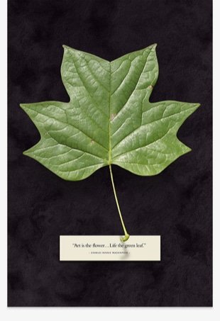 1 of 3 images for the poplar leaf triptych project.